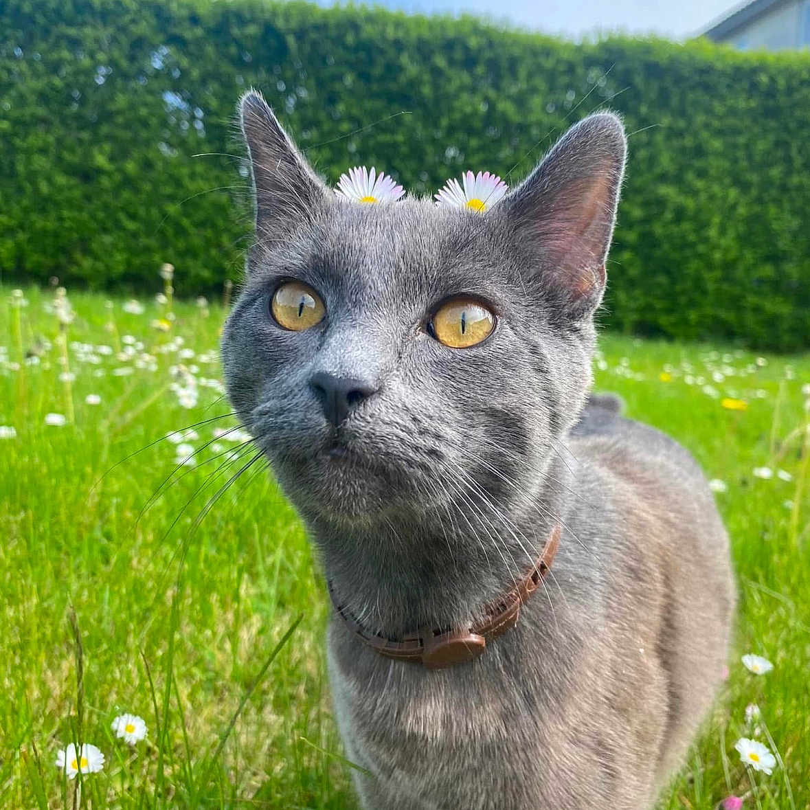 Ulysse participe au concours pour gagner de l'argent avec cette photo : abyssinian, angora, animal, cat, fence, flower, grass, hedge, horizon, kitten, lawn, nature, outdoors, person, pet, photobombing, plant, sky, vegetation, yard