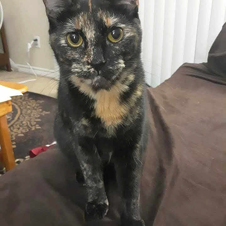 Kanna joined the competition — help win amazing prizes! brown_couch, cat, close_up, couch, curious, domestic_cat, ears, face, feline, floor, front_paw, fur, home, indoor, pet, rug, table, tortoiseshell_cat, whiskers, yellow_eyes
