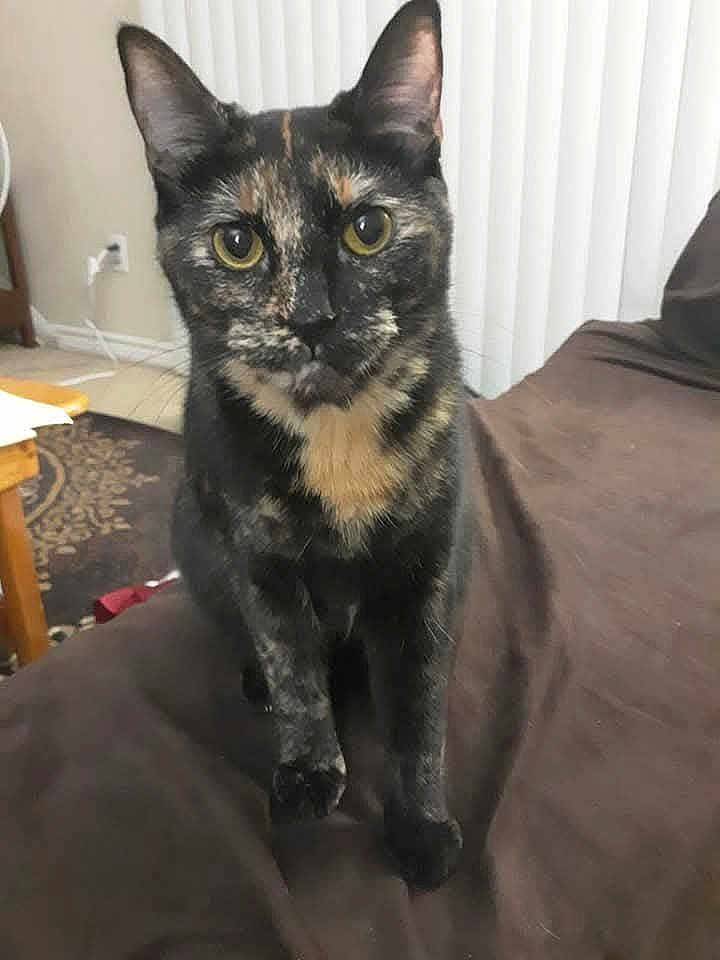 Kanna joined the competition — help win amazing prizes! brown_couch, cat, close_up, couch, curious, domestic_cat, ears, face, feline, floor, front_paw, fur, home, indoor, pet, rug, table, tortoiseshell_cat, whiskers, yellow_eyes