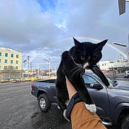 Botitas joined the competition — help win amazing prizes! cat, black_and_white_cat, person, arm, jacket, pickup_truck, vehicle, rainbow, cloudy_sky, urban, parking_lot, outdoor, street_lamp, building, fence, sidewalk, daytime, whiskers, paw, curious