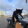 cat, black_and_white_cat, person, arm, jacket, pickup_truck, vehicle, rainbow, cloudy_sky, urban, parking_lot, outdoor, street_lamp, building, fence, sidewalk, daytime, whiskers, paw, curious