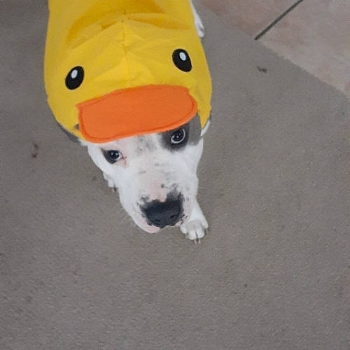 Caliber joined the competition — help win amazing prizes! asphalt, canidae, carnivore, companion_dog, dog, dog_breed, dog_clothes, fashion_accessory, fawn, flooring, non_sporting_group, personal_protective_equipment, snout, sporting_group, tail, terrestrial_animal, toy, working_animal