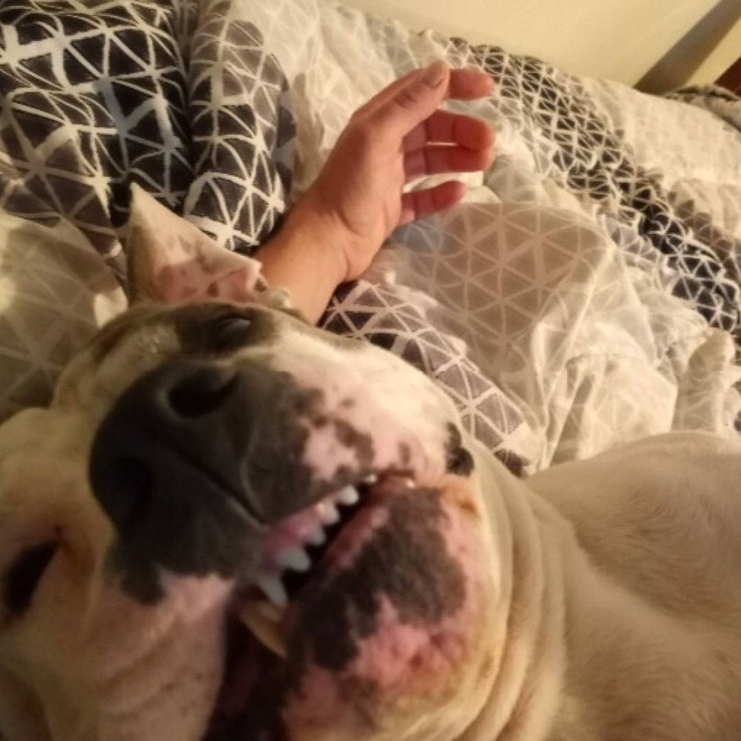 Caliber joined the competition — help win amazing prizes! carnivore, comfort, companion_dog, dog, dog_breed, fang, fawn, felidae, head, human_leg, jaw, nail, selfie, small_to_medium_sized_cats, smile, snout, sporting_group, terrestrial_animal, whiskers, wrinkle