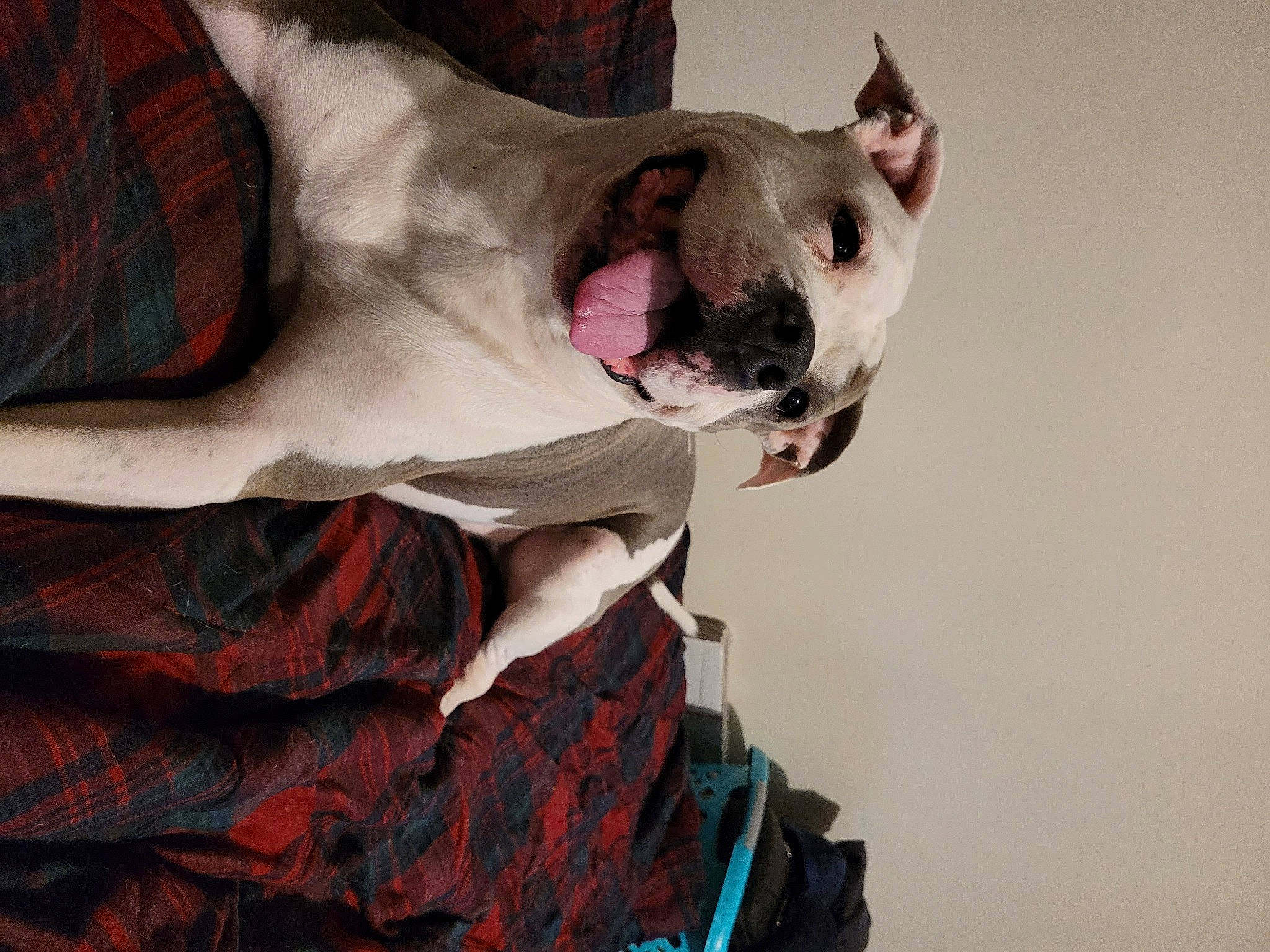 Caliber joined the competition — help win amazing prizes! carnivore, collar, comfort, companion_dog, dog, dog_breed, dog_collar, fawn, felidae, fur, jaw, linens, pattern, plaid, snout, sporting_group, tail, tartan, whiskers, working_animal