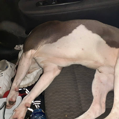 Caliber is registered to the contest to win money with this photo: canidae, carnivore, chest, claw, comfort, companion_dog, dog, dog_breed, fawn, flesh, foot, fur, human_leg, jaw, nap, paw, snout, sporting_group, tail, working_animal