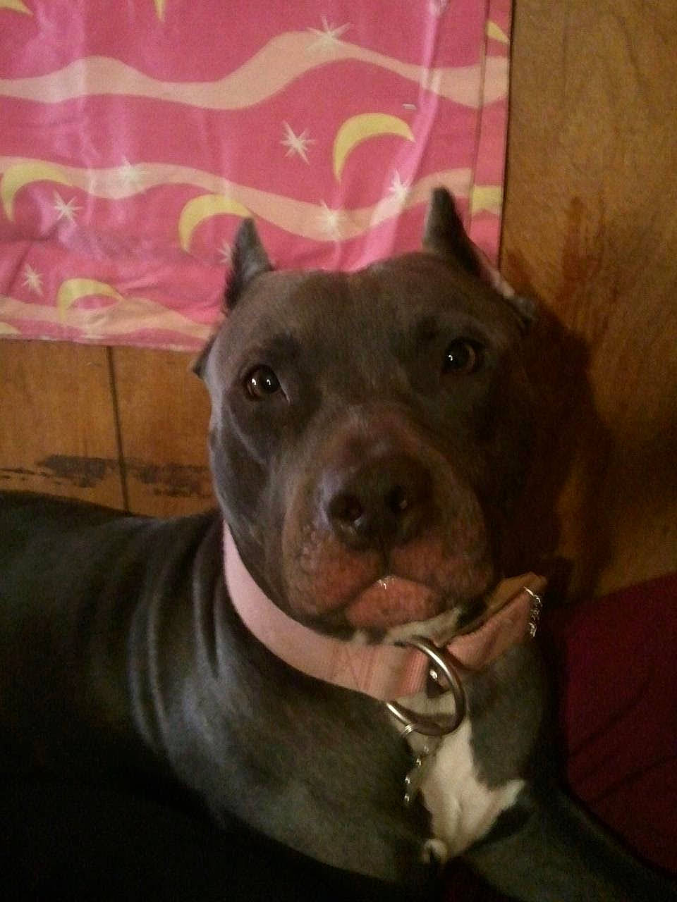 Athena joined the competition — help win amazing prizes! canidae, carnivore, collar, companion_dog, dog, dog_breed, ear, fashion_accessory, fawn, flesh, fur, liver, metal, non_sporting_group, selfie, sporting_group, whiskers, working_animal