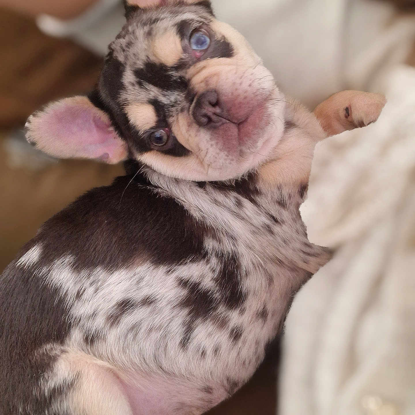 Aïko a rejoint le concours — aidez-le/la à gagner de superbes lots ! animal, closeup, companion, cuddle, cute, dog, ears, eyes, french_bulldog, fur, indoors, merle_coat, nose, paw, pet, portrait, puppy, small_dog, snout, soft_texture