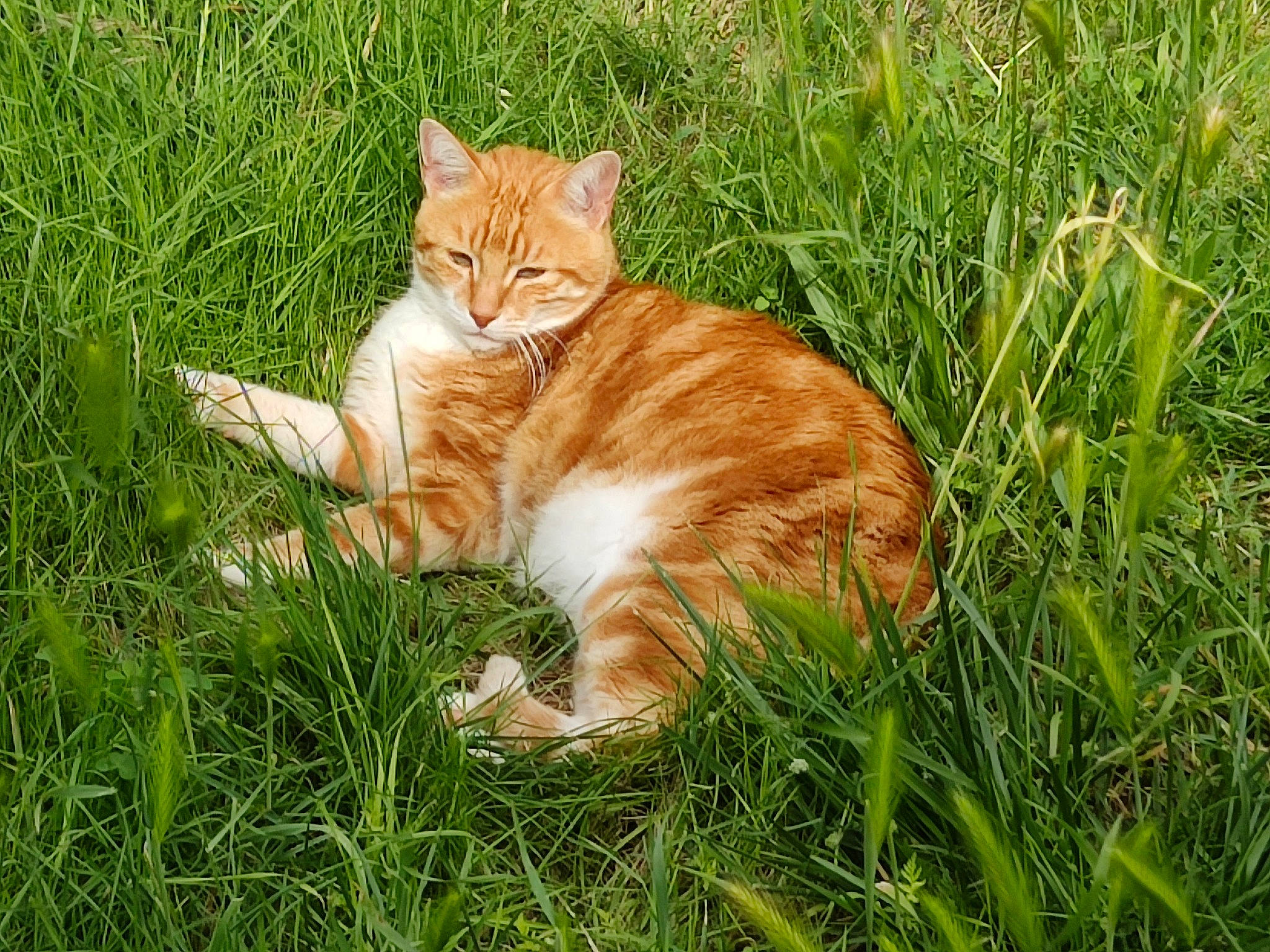 Gibbs participe au concours pour gagner de l'argent avec cette photo : carnivore, cat, domestic_short_haired_cat, fawn, felidae, fur, grass, grassland, groundcover, lawn, pasture, paw, plant, prairie, small_to_medium_sized_cats, snout, tail, terrestrial_animal, whiskers, wildlife