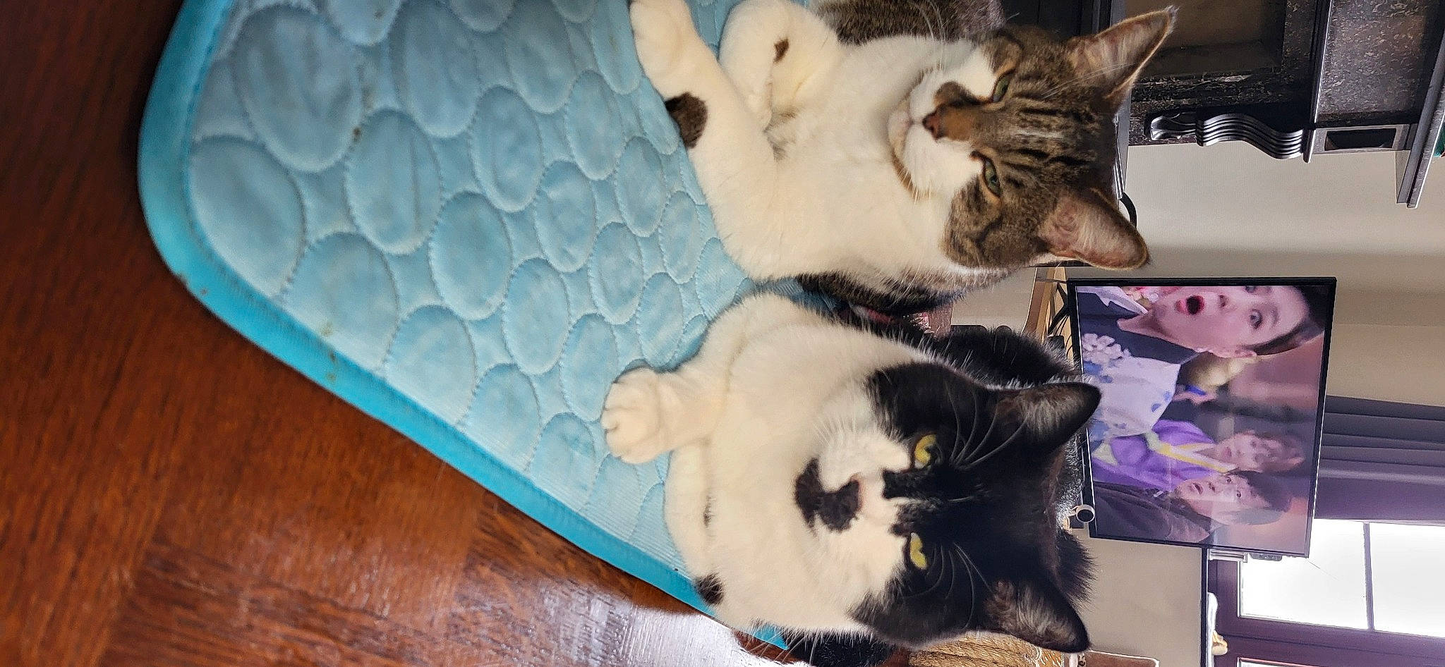 Nelson Et Gaston participe au concours pour gagner de l'argent avec cette photo : carnivore, cat, cat_furniture, cat_supply, claw, comfort, companion_dog, domestic_short_haired_cat, felidae, fur, linens, nap, paw, photo_caption, small_to_medium_sized_cats, snout, tail, toy, whiskers, wood