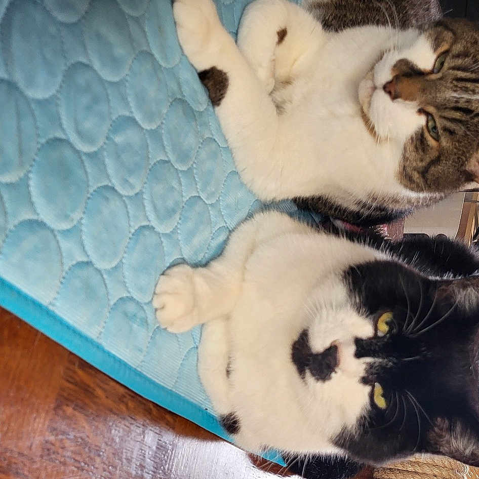 Nelson Et Gaston