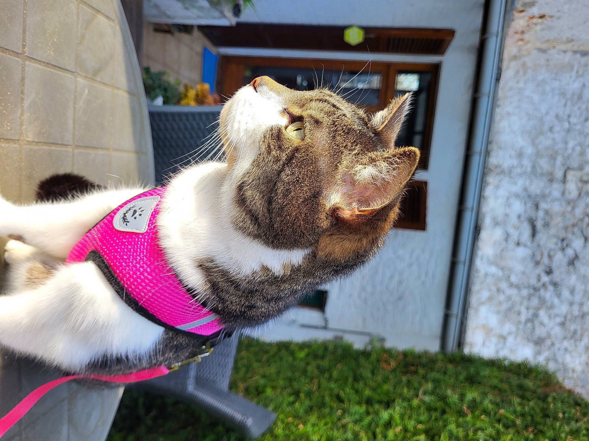 Nelson Et Gaston a rejoint le concours — aidez-le/la à gagner de superbes lots ! carnivore, cat, collar, companion_dog, dog_breed, domestic_short_haired_cat, fawn, felidae, fur, grass, lawn_ornament, leash, pet_supply, plant, small_to_medium_sized_cats, snout, tail, terrestrial_animal, whiskers, window