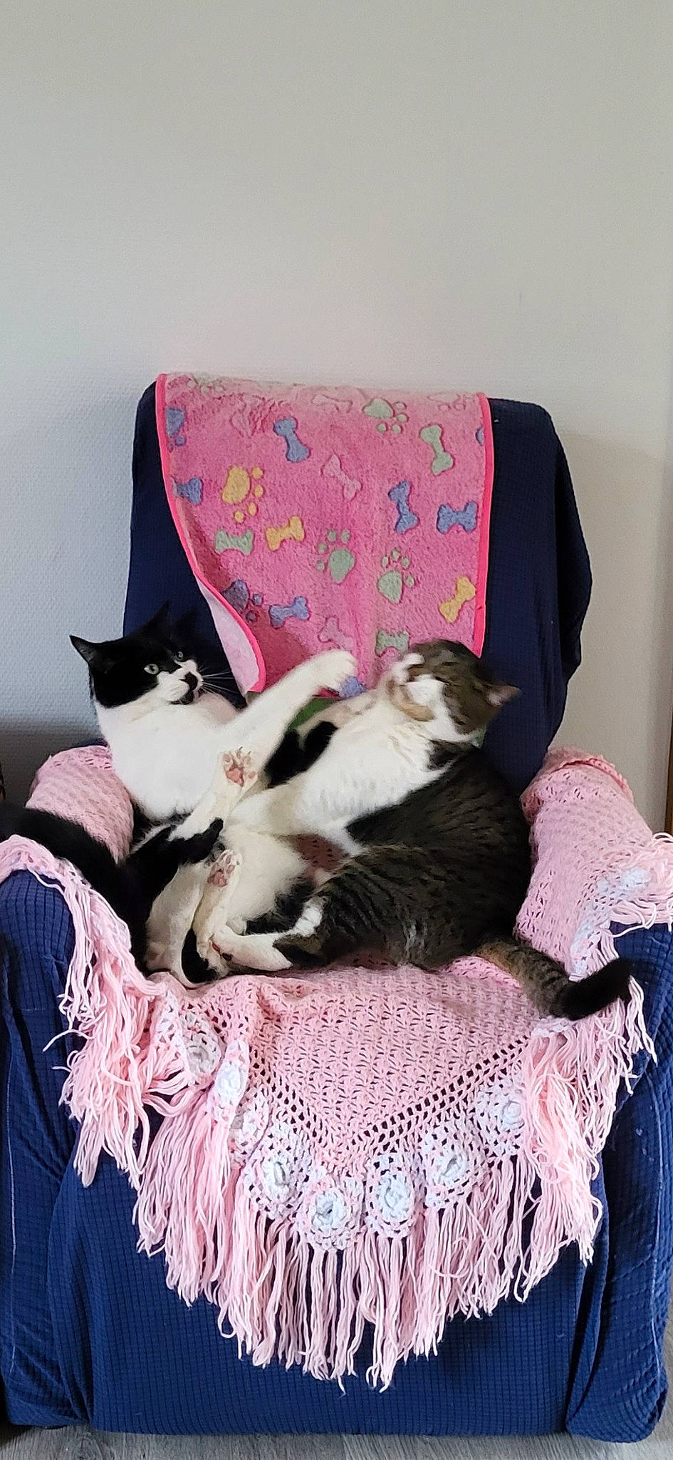 Nelson Et Gaston participe au concours pour gagner de l'argent avec cette photo : bedding, carnivore, cat, cat_supply, comfort, companion_dog, couch, felidae, fur, grey, linens, magenta, mammal, pattern, pink, purple, small_to_medium_sized_cats, tail, textile, whiskers