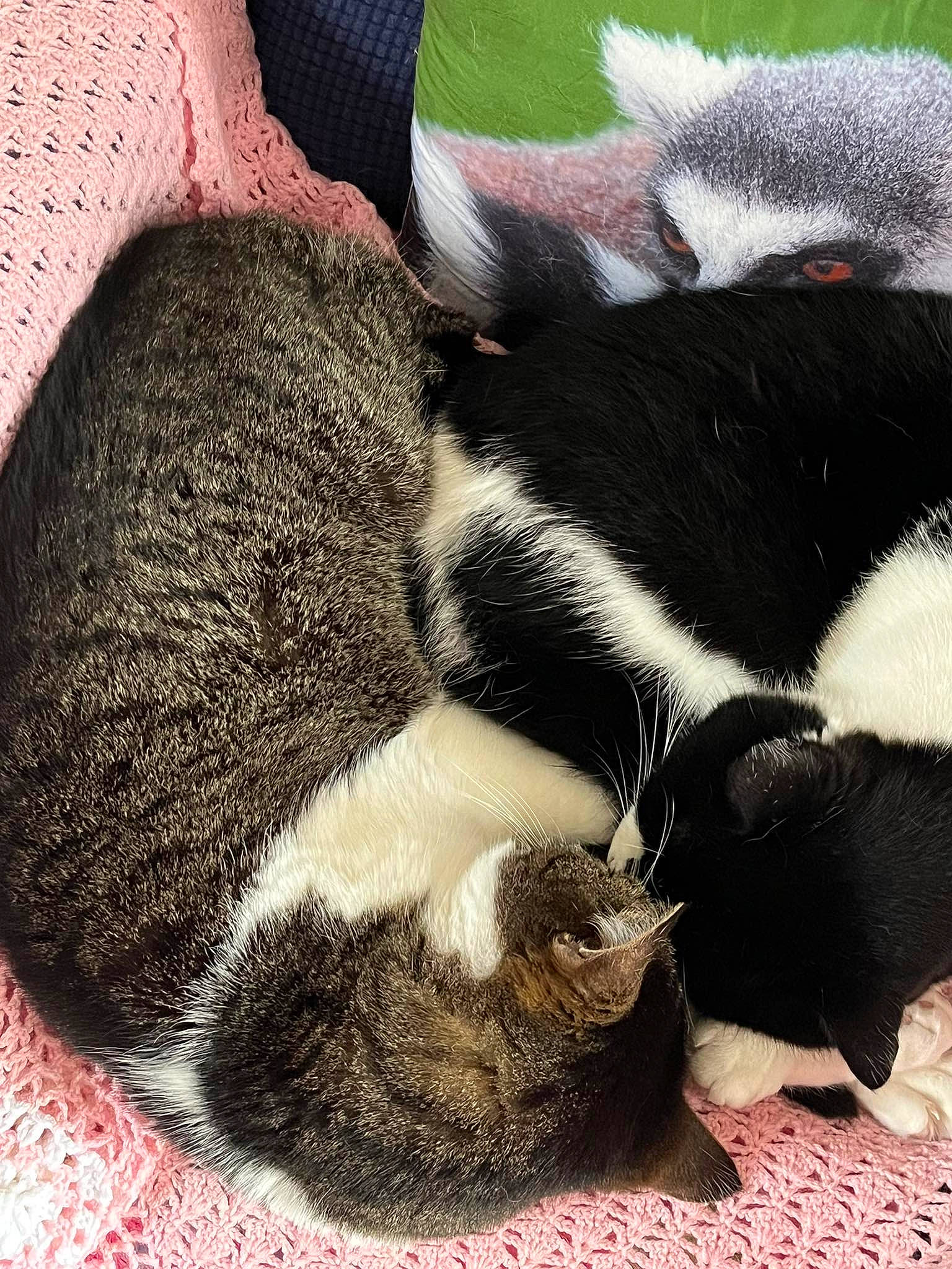 Nelson Et Gaston participe au concours pour gagner de l'argent avec cette photo : bored, carnivore, cat, claw, comfort, dog_breed, domestic_short_haired_cat, felidae, foot, fur, human_leg, mammal, nap, paw, sleep, small_to_medium_sized_cats, snout, tail, terrestrial_animal, whiskers