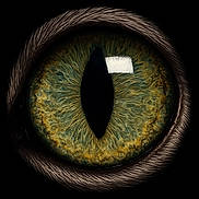 Hector a rejoint le concours — aidez-le/la à gagner de superbes lots ! cat, eye, close_up, iris, pupil, fur, animal, macro, detailed, texture, wildlife, nature, reflection, black_background, round, colorful, focus, sharp, pattern, animal_eye