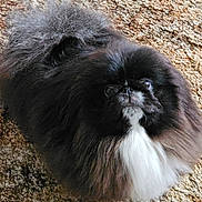 Nigel joined the competition — help win amazing prizes! dog, fluffy, black_and_white, long_fur, pet, indoor, carpet, cute, small_dog, looking_up, animal, furry, companion, domestic, mammal, cute_pet, adorable, fur, portrait, sitting