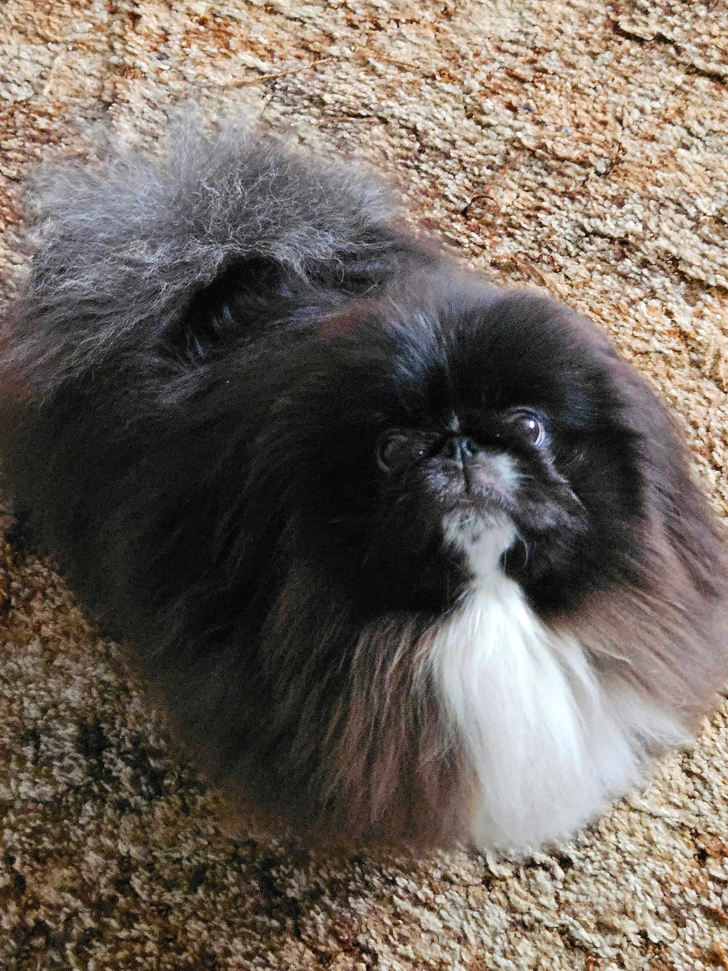 Nigel