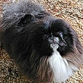 Lou Ann Trammel