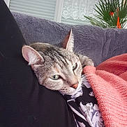 Iris participe au concours pour gagner de l'argent avec cette photo : cat, tabby, pet, animal, indoor, blanket, couch, plant, window, curtains, cozy, resting, fur, ears, whiskers, green_eyes, person, black_clothing, pink_blanket, patterned_shirt