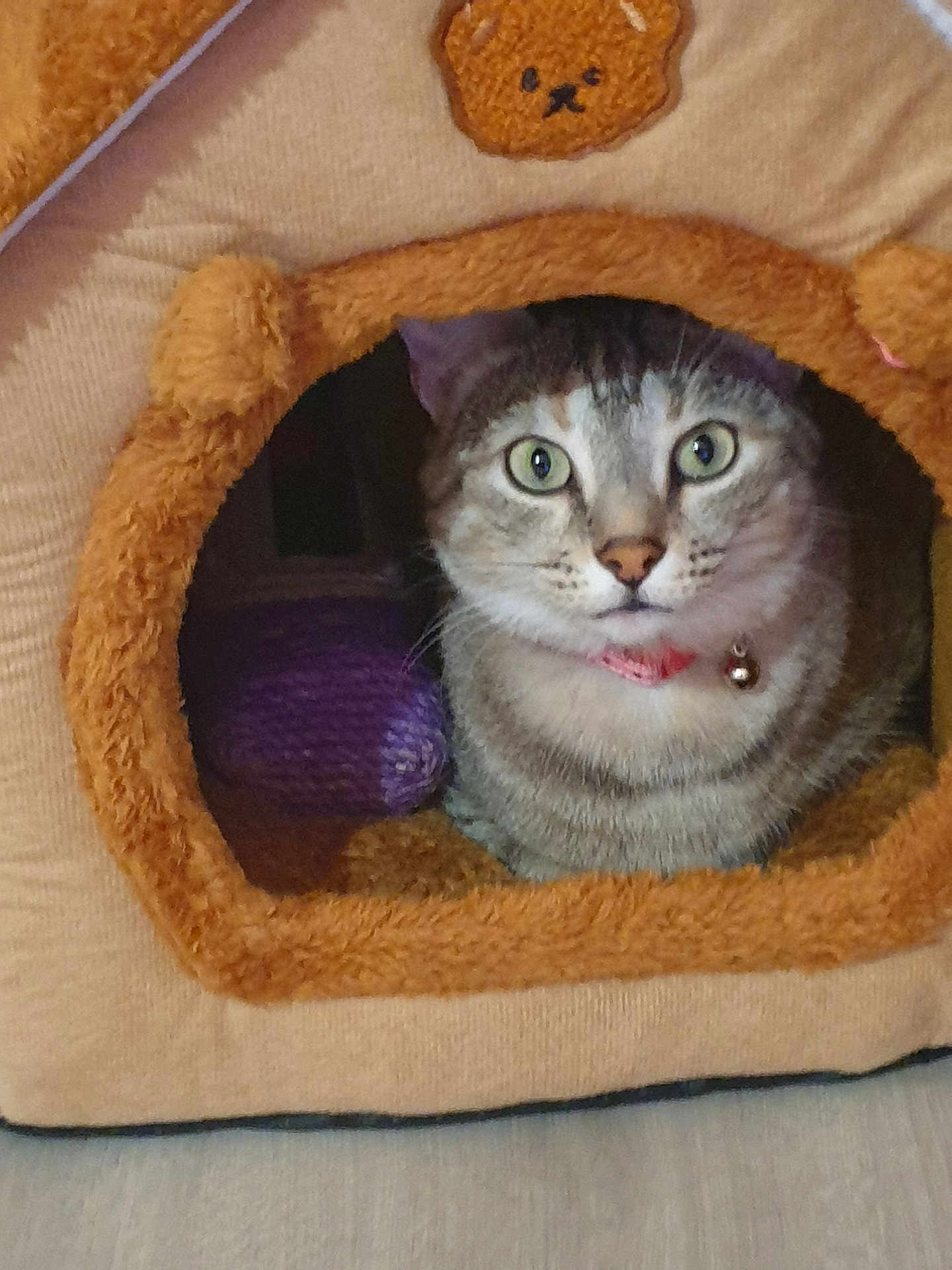 Iris a rejoint le concours — aidez-le/la à gagner de superbes lots ! cat, tabby, pet_house, cozy, indoor, animal, fur, whiskers, green_eyes, collar, bell, cute, curious, toy, purple, soft, feline, resting, small_space, home