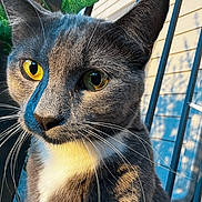 Dolph joined the competition — help win amazing prizes! cat, gray_cat, yellow_eyes, close_up, outdoor, sunlight, whiskers, green_leaves, metal_fence, shadow, portrait, animal, pet, feline, nature, daylight, ears, face, fur