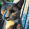 cat, gray_cat, yellow_eyes, close_up, outdoor, sunlight, whiskers, green_leaves, metal_fence, shadow, portrait, animal, pet, feline, nature, daylight, ears, face, fur