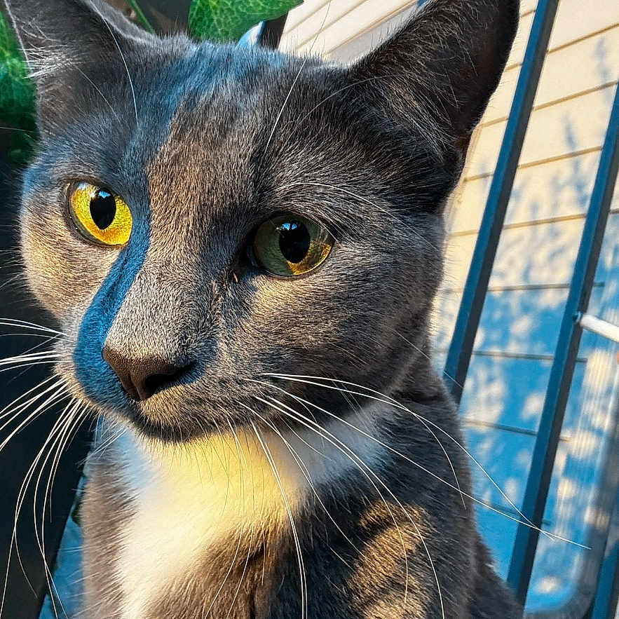 Dolph joined the competition — help win amazing prizes! cat, gray_cat, yellow_eyes, close_up, outdoor, sunlight, whiskers, green_leaves, metal_fence, shadow, portrait, animal, pet, feline, nature, daylight, ears, face, fur