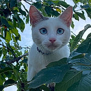 Tom a rejoint le concours — aidez-le/la à gagner de superbes lots ! cat, white_cat, blue_eyes, tree, leaves, greenery, nature, outdoor, animal, pet, curious, closeup, fur, whiskers, branch, sky, daylight, portrait, mammal, collar