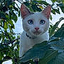 cat, white_cat, blue_eyes, tree, leaves, greenery, nature, outdoor, animal, pet, curious, closeup, fur, whiskers, branch, sky, daylight, portrait, mammal, collar