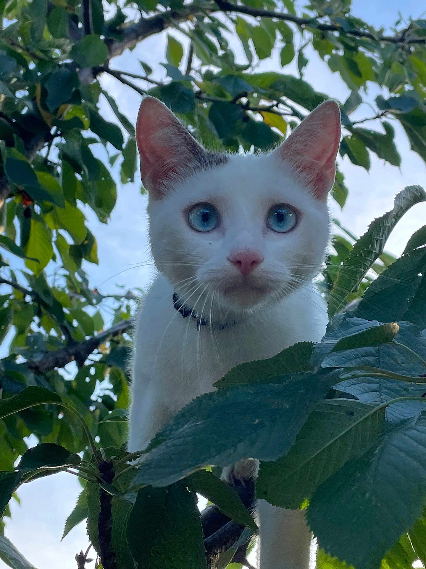 Tom a rejoint le concours — aidez-le/la à gagner de superbes lots ! cat, white_cat, blue_eyes, tree, leaves, greenery, nature, outdoor, animal, pet, curious, closeup, fur, whiskers, branch, sky, daylight, portrait, mammal, collar