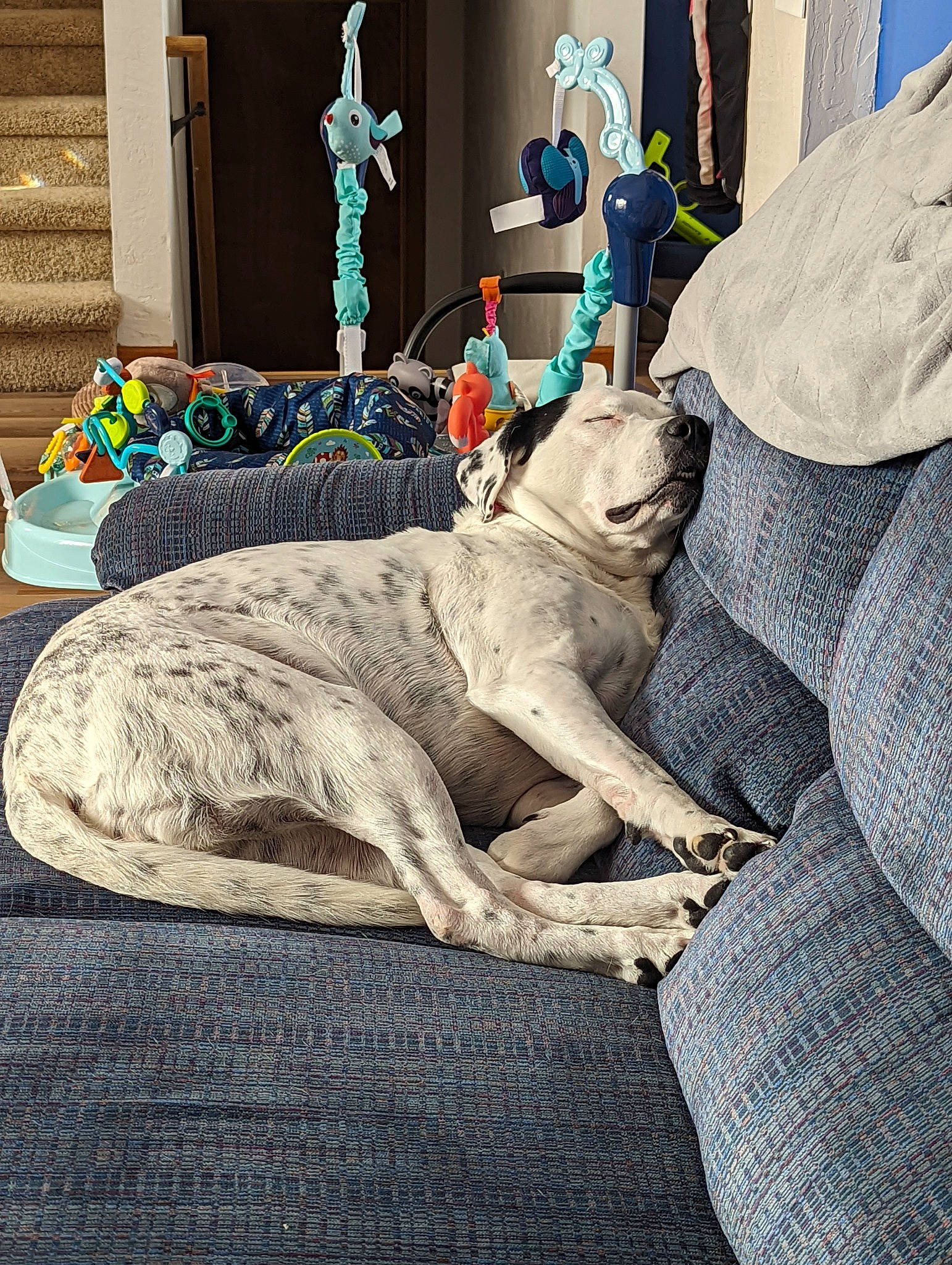 Aphrodite is registered to the contest to win money with this photo: art, carnivore, carving, classical_sculpture, concrete, felidae, font, fur, grass, grey, headstone, lawn_ornament, memorial, monument, sculpture, sitting, statue, stone_carving, visual_arts, wood