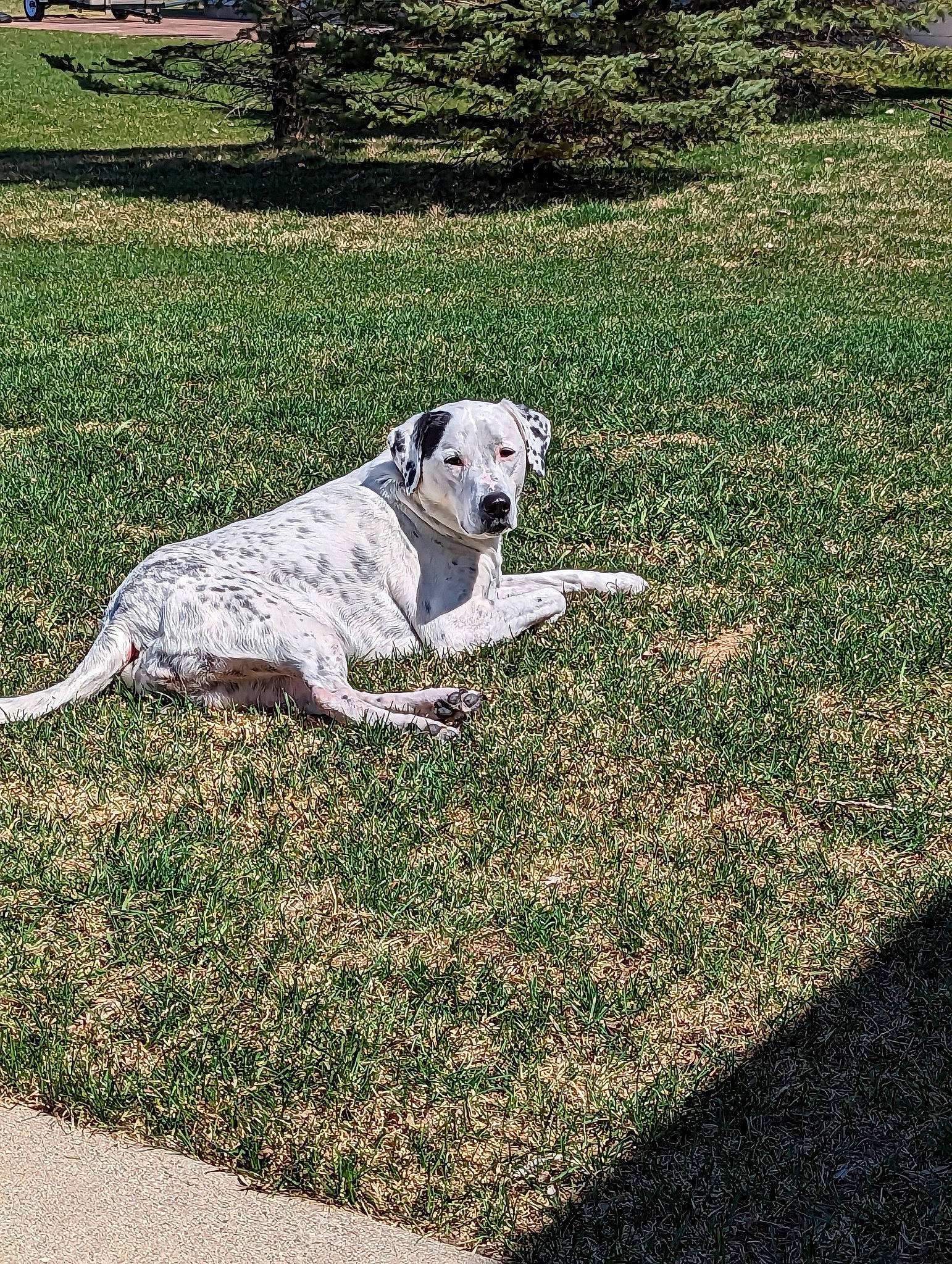 Aphrodite is registered to the contest to win money with this photo: canidae, carnivore, collar, companion_dog, dog, dog_breed, dog_collar, dog_supply, grass, grassland, groundcover, guard_dog, lawn, leash, pet_supply, plant, sporting_group, tail, tree, working_animal