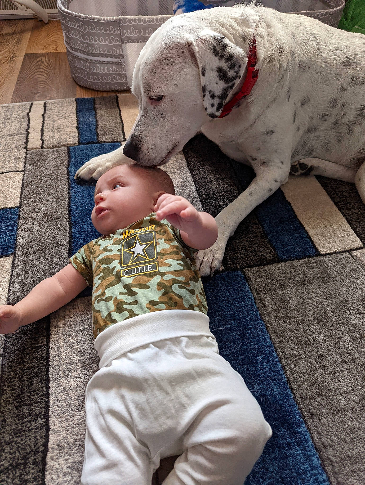 Aphrodite joined the competition — help win amazing prizes! baby, carnivore, child, collar, companion_dog, dalmatian, dog, dog_breed, dog_collar, dog_supply, flooring, flowerpot, fun, guard_dog, leash, leisure, mammal, sitting, toddler, vertebrate