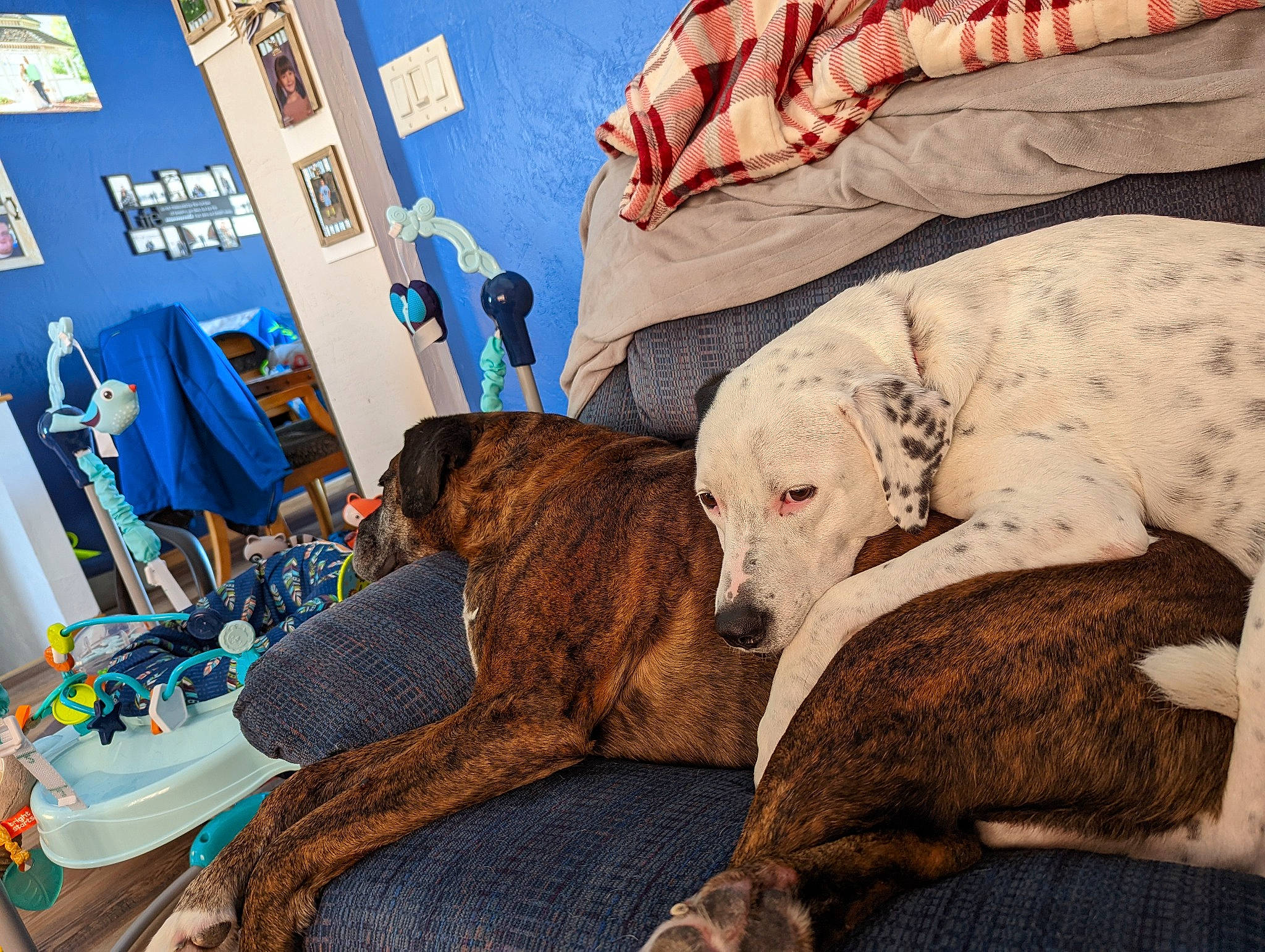 Aphrodite joined the competition — help win amazing prizes! art, bedding, canidae, carnivore, comfort, companion_dog, couch, dog, dog_breed, fawn, fur, guard_dog, illustration, linens, nap, painting, room, sighthound, sporting_group, working_animal