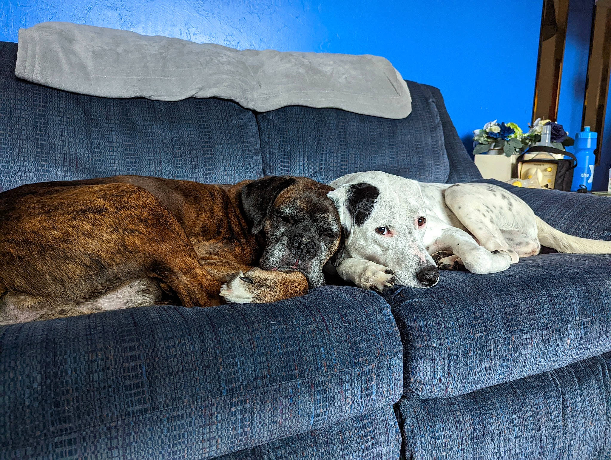 Aphrodite joined the competition — help win amazing prizes! canidae, carnivore, collar, comfort, companion_dog, dog, dog_breed, fawn, fur, guard_dog, linens, nap, non_sporting_group, sky, sleep, sporting_group, working_animal