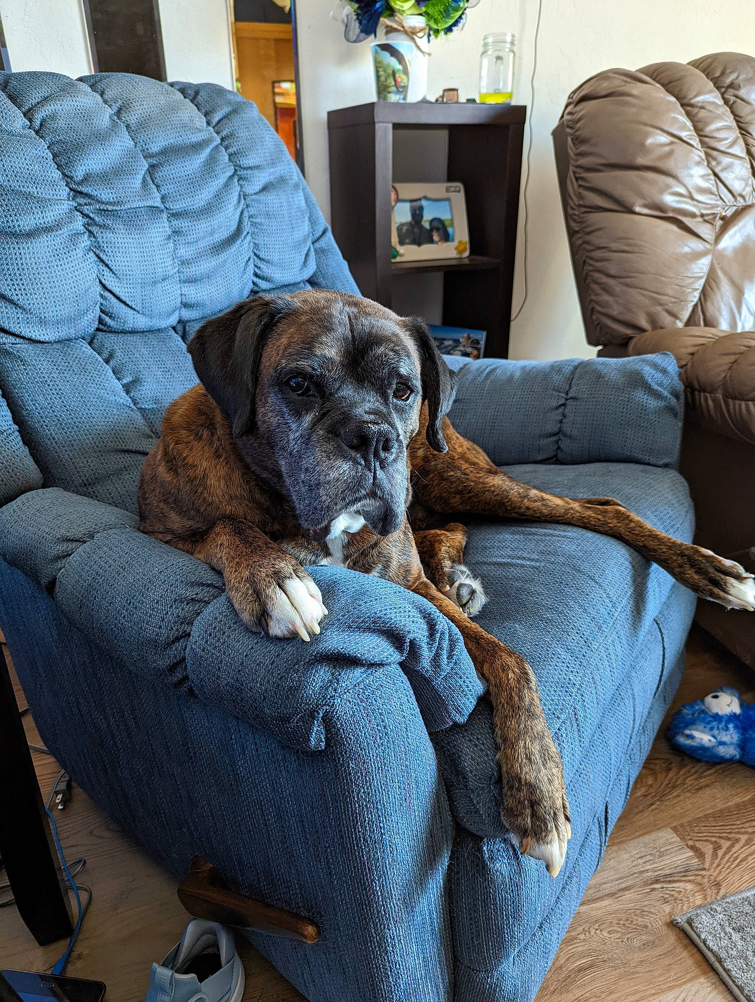 Bear joined the competition — help win amazing prizes! armrest, canidae, car_seat_cover, carnivore, chair, comfort, companion_dog, couch, dog, dog_breed, dog_supply, fawn, houseplant, linens, liver, living_room, plant, room, sporting_group, working_animal