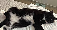 Luna is registered to the contest to win money with this photo: cat, black_and_white, sleeping, bed, blanket, indoor, pet, relaxed, fur, paw, animal, cozy, resting, whiskers, cute, domestic, tiled_floor, nightstand, medicine_bottles, quiet