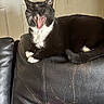 Luna joined the competition — help win amazing prizes! cat, tuxedo_cat, black_and_white, yawning, leather_couch, indoor, pet, feline, animal, resting, mouth_open, fur, whiskers, paw, tail, door, doorknob, wall, home, relaxing