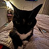 Luna joined the competition — help win amazing prizes! cat, black_and_white, close_up, bed, blanket, indoor, furniture, television, air_conditioner, whiskers, ears, paws, shadow, wall, door, remote_control, lighter, curtains, basket, household_items