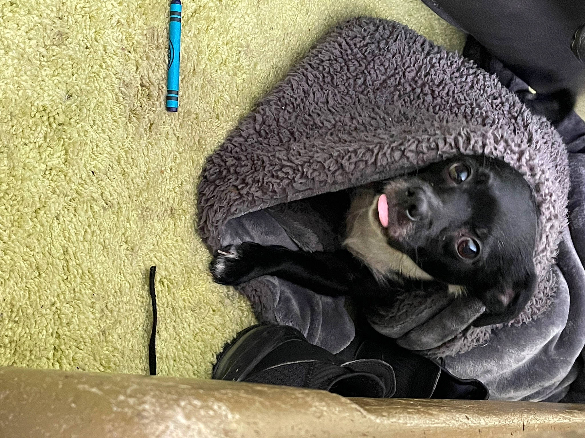 Eli joined the competition — help win amazing prizes! automotive_tire, cap, carnivore, companion_dog, concrete, denim, dog, dog_breed, fashion_accessory, felidae, freezing, fur, hat, personal_protective_equipment, road_surface, sand, sitting, small_to_medium_sized_cats, soil, whiskers