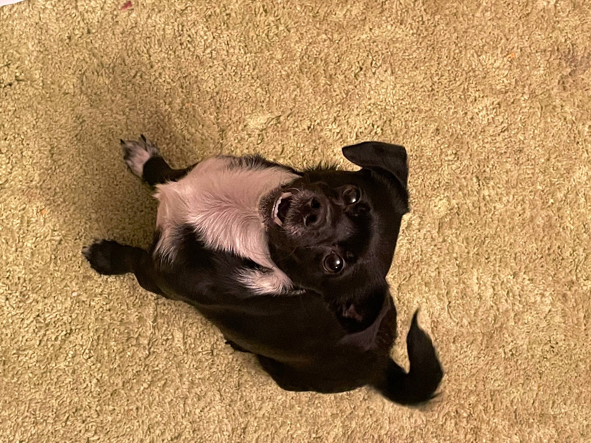 Eli is registered to the contest to win money with this photo: bulldog, carnivore, companion_dog, dog, dog_breed, fawn, foot, grass, human_leg, paw, pug, sand, shadow, soil, tail, terrestrial_animal, tints_and_shades, wood, working_animal, wrinkle