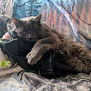 Crow joined the competition — help win amazing prizes! animal, bag, blanket, cat, comfort, couch, cozy, feline, fluffy, fur, gray_cat, home, indoor, leisure, paw_print, pet, plush, relaxed, resting, soft_texture