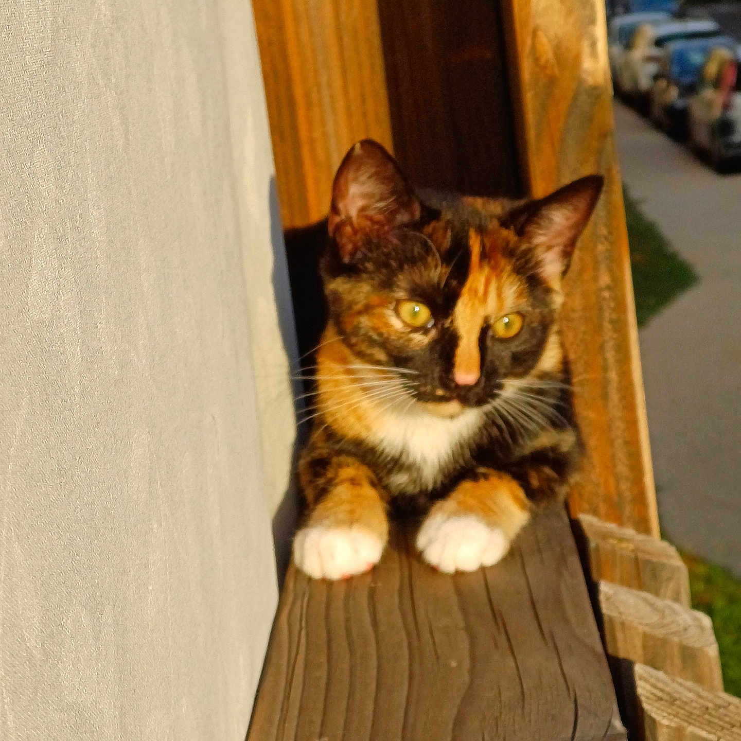 Tokyo participe au concours pour gagner de l'argent avec cette photo : abyssinian, accessories, alloywheel, animal, architecture, building, car, cat, furniture, hardwood, house, housing, kitten, lumber, manx, pet, plywood, porch, strap, wood