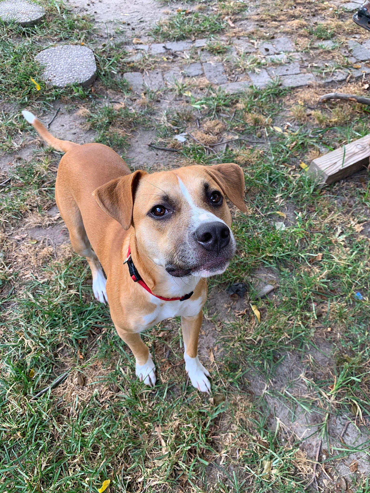 Drako joined the competition — help win amazing prizes! austrian_pinscher, black_mouth_cur, canidae, carnivore, dog, dog_breed, fawn, feist, grass, mammal, mountain_cur, potcake_dog, snout, sporting_group, vertebrate