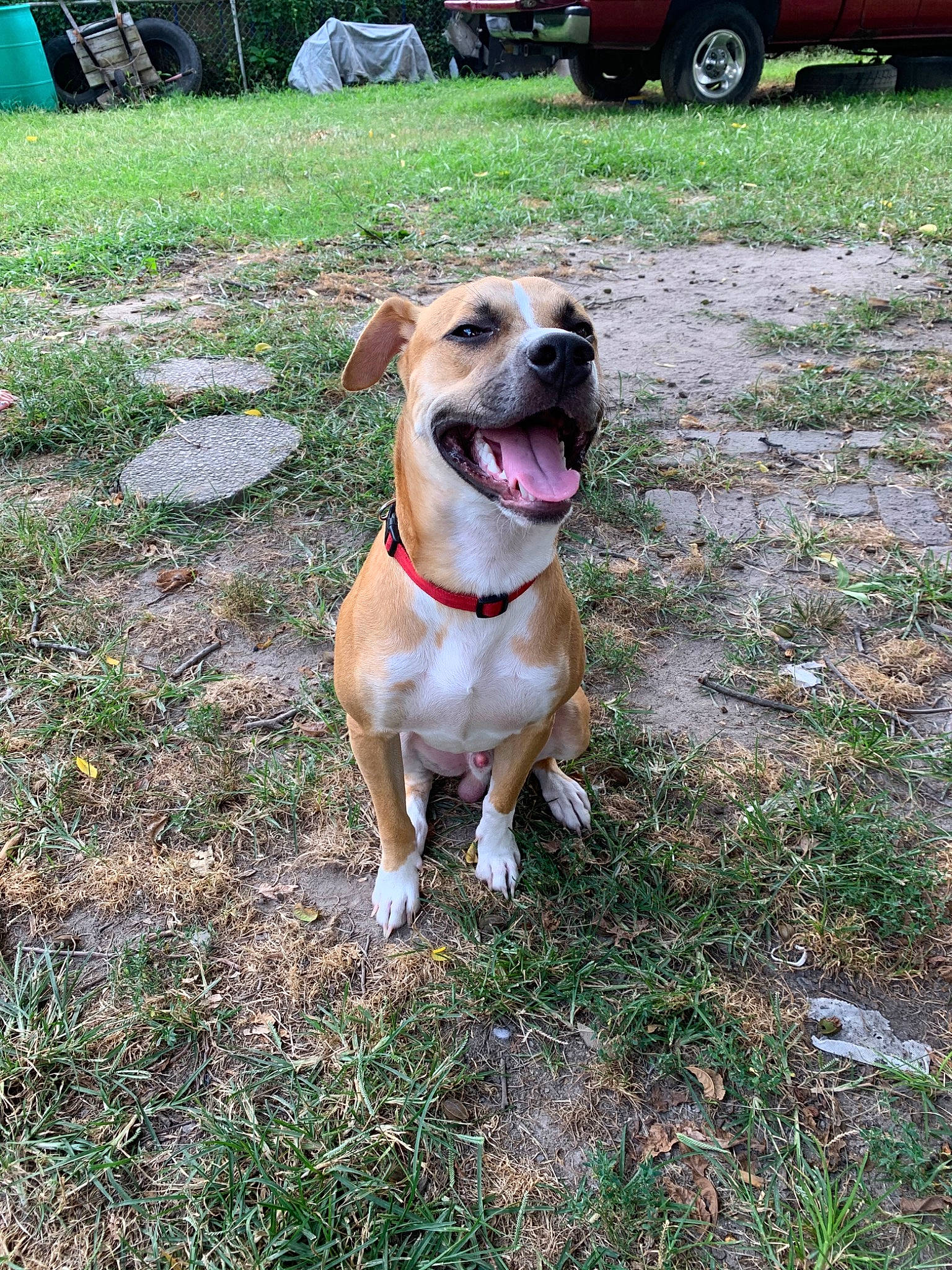 Drako is registered to the contest to win money with this photo: american_pit_bull_terrier, american_staffordshire_terrier, canidae, carnivore, catahoula_bulldog, companion_dog, dog, dog_breed, fawn, mammal, non_sporting_group, perro_de_presa_mallorquin, rare_breed_dog, snout, sporting_group, staffordshire_bull_terrier, vertebrate