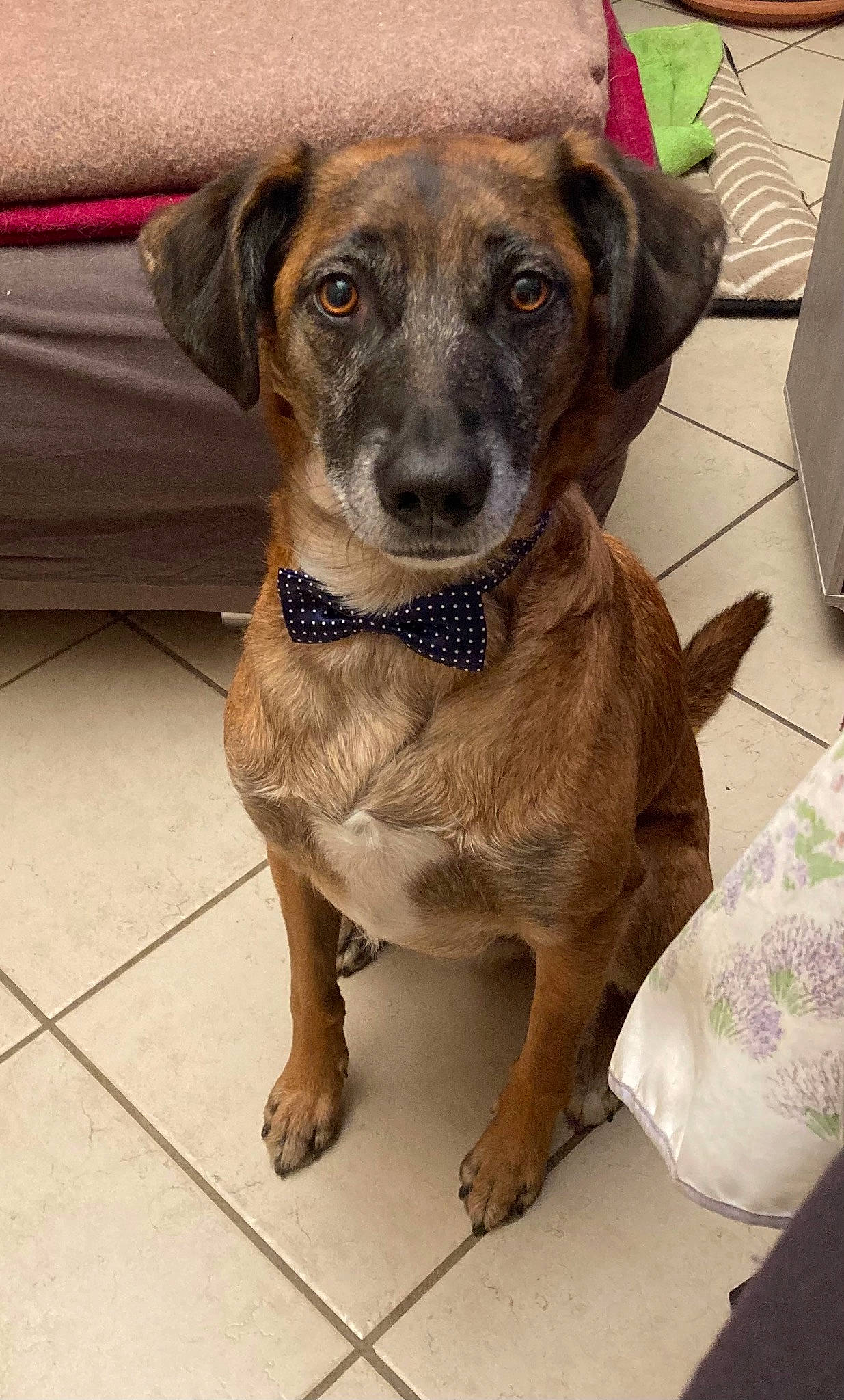 Oslo a rejoint le concours — aidez-le/la à gagner de superbes lots ! canidae, carnivore, collar, companion_dog, dog, dog_breed, dog_collar, dog_supply, fawn, flooring, fur, liver, pet_supply, sporting_group, whiskers, working_animal, working_dog