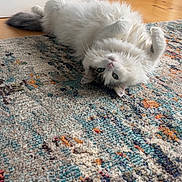 Lily is registered to the contest to win money with this photo: cat, fluffy, white, gray, indoor, rug, patterned_rug, wooden_floor, cabinet, curious, green_eyes, pet, animal, lying_down, relaxed, cozy, home, floor, furniture, cute
