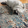 cat, fluffy, white, gray, indoor, rug, patterned_rug, wooden_floor, cabinet, curious, green_eyes, pet, animal, lying_down, relaxed, cozy, home, floor, furniture, cute