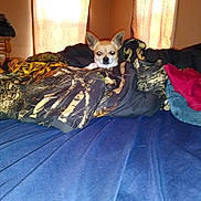 Diesel is registered to the contest to win money with this photo: bed, bedroom, carnivoran, couch, dog, dog_breed, dog_like_mammal, floor, flooring, furniture, mammal, room, tail, textile, vertebrate, whiskers