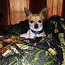 Diesel joined the competition — help win amazing prizes! carnivoran, chihuahua, companion_dog, corgi_chihuahua, dog, dog_breed, dog_breed_group, dog_like_mammal, fawn, puppy, snout, toy_dog