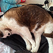 Prince Patapouf a rejoint le concours — aidez-le/la à gagner de superbes lots ! cat, sleeping, fur, brown, white, blanket, stuffed_animal, plush_toy, bed, cozy, resting, domestic_animal, whiskers, paw, tail, indoor, soft, cute, napping, pet